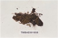 側出苔藏品圖，第2張